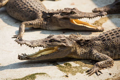 Close-up of crocodile