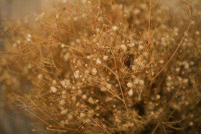 Close-up of plant growing on field