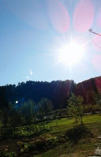 Scenic view of field against clear sky