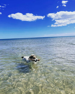 View of a dog in the sea