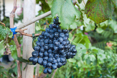 Close-up of grapes in vineyard