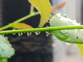 Close-up of wet plant during rainy season