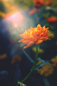 Close-up of orange flower blooming outdoors