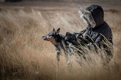 Dog on field