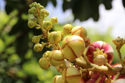 Close-up of berries growing on tree