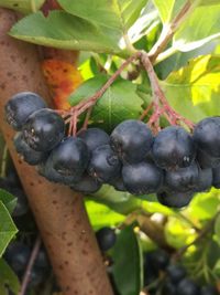 Close-up of berries growing on tree