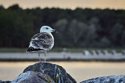 Close-up of seagull perching on rock