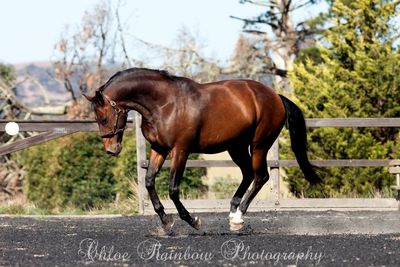 Side view of horse in ranch