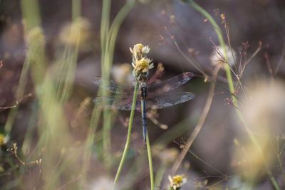 Close-up of insect on flower