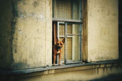 Portrait of dog standing against window