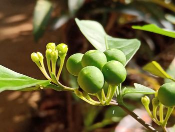 Close-up of fruit growing on plant