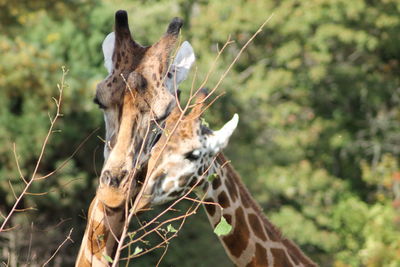 Giraffe in a forest