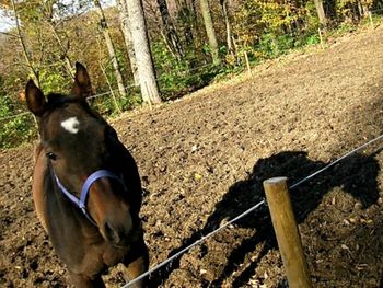 Close-up of horse on tree trunk in field