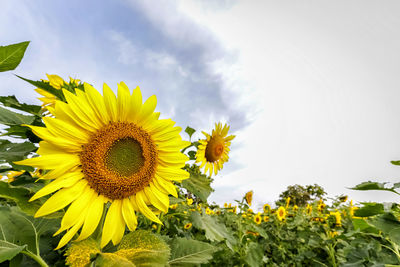 Close-up of sunflower on field against sky