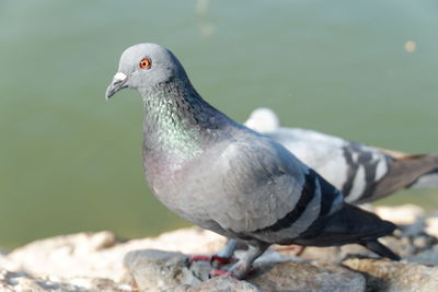 Close-up of seagull perching on rock