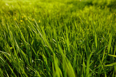 Close-up of grass growing on field