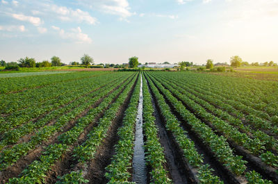 Water flows through an irrigation canal on a potato plantation. providing the field with life-giving 