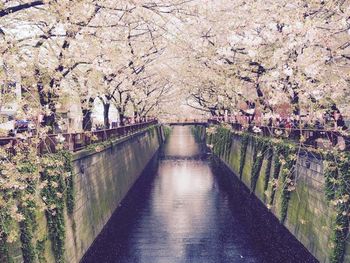 View of canal along trees