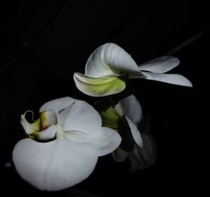 Close-up of flower against black background