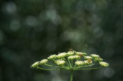 Close-up of plant growing on tree