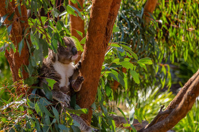 Cat sitting on tree trunk