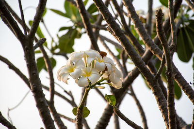 Close-up of white flowering plant