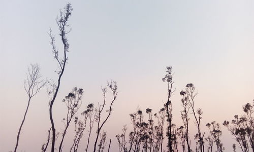 Low angle view of bare trees against clear sky