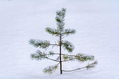 Close-up of tree branch against sky during winter