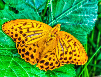 High angle view of butterfly on yellow leaf