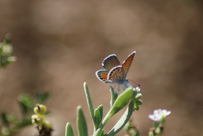 Close-up of butterfly on flower