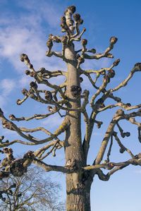 Low angle view of bare tree against sky