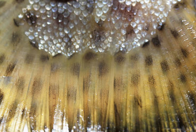 Macro shot of ice cream in the sea