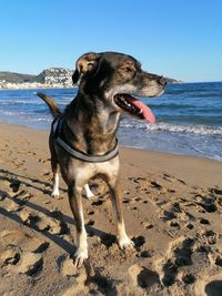 Dog on beach