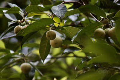 Close-up of fruits on tree