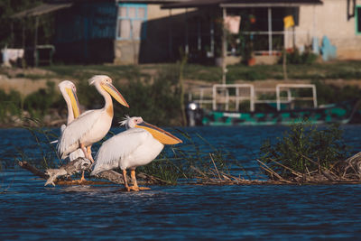 Pelicans on a lake