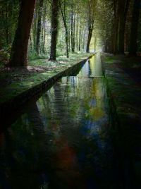 Trees in forest