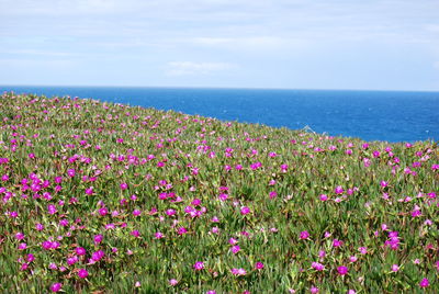 Pink flowers blooming on field by sea against sky