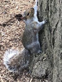 Close-up of squirrel on tree trunk