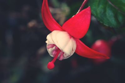 Close-up of pink flower