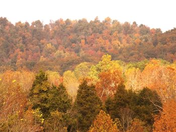 Scenic view of forest during autumn