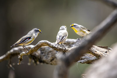 Close-up of bird perching on branch