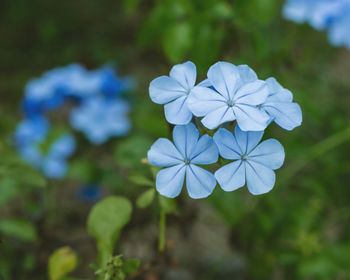 Close-up of purple flowering plant in park