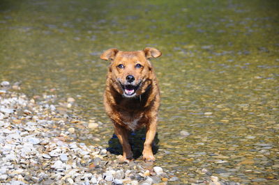 Portrait of dog running in water