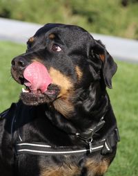 Close-up of black dog looking away
