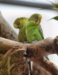 Close-up of parrot perching on branch