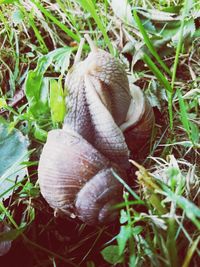 High angle view of snail on grass