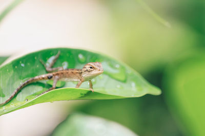 Close-up of insect on leaf