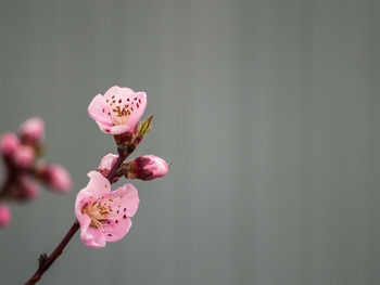 Close-up of pink flower buds