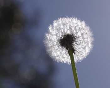 Close-up of flower against blurred background