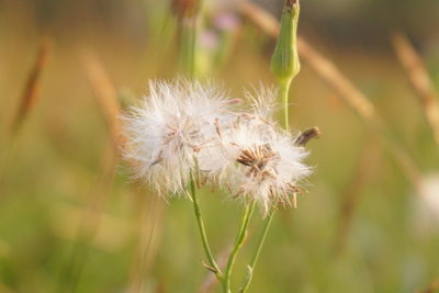 Close-up of white dandelion flower